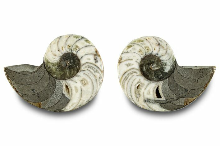 Jurassic Cut & Polished Nautilus (Cymatoceras) Fossil -Madagascar #283119